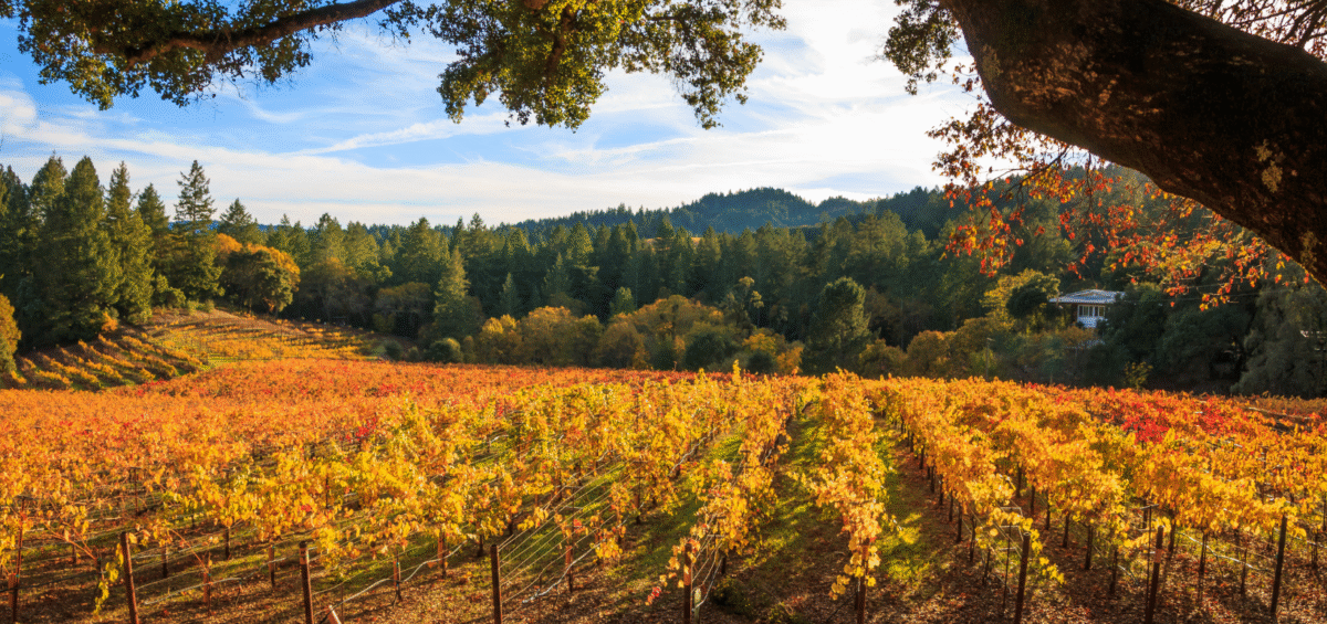 Travel the Portfolio Harvest Trails